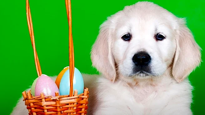 Orangevale Pony Baseball Hosts Free Easter Egg Hunt for Local Community