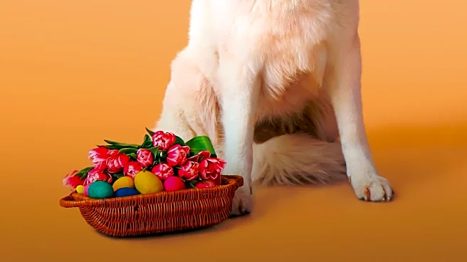 Aurora Hosts Doggie Easter Egg Hunt at Lincoln Park