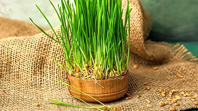 Persian Jews Celebrate Nowruz in New York Amid Tensions with Iran