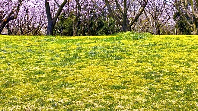 Central Park Conservancy Launches Cherry Blossom Tracker for NYC Bloom Enthusiasts