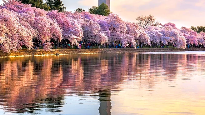Scientists Use Art and Science to Predict Washington DC's Cherry Blossom Peak Bloom