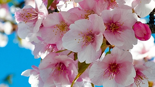 Central Park Conservancy Launches Cherry Blossom Tracker for 2026 Bloom Season