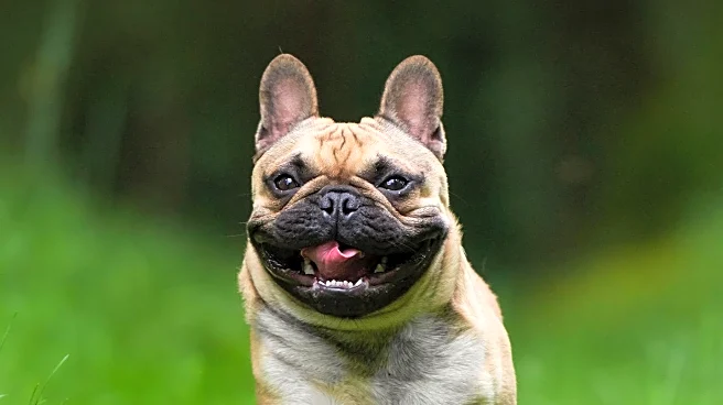 Fluffy French Bulldog Finds New Home After Being Left by Breeder