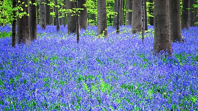 Spring Ephemerals Bloom in Illinois Forests, Highlighting Environmental Concerns