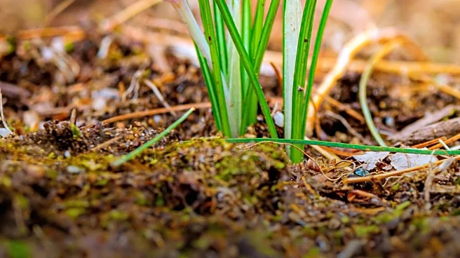 Doug Oster Highlights Flowers Thriving in Early Spring Weather