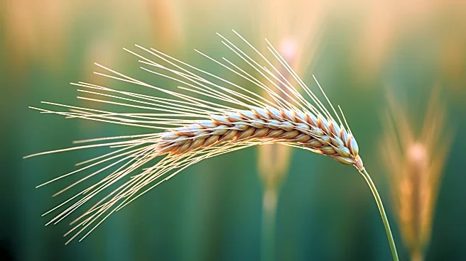 Conagra Brands Reports Third Quarter Results Highlighting Organic Sales Growth