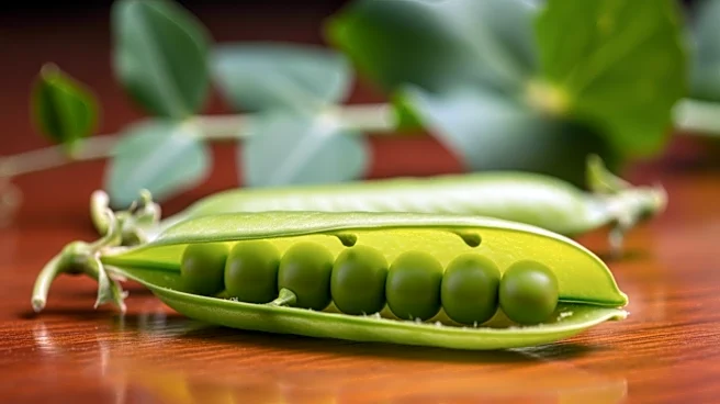 Beyond Meat Repositions Amidst Declining Revenues and Market Challenges