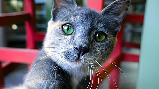 Cat at Pet Hotel Sets Boundaries, Goes Viral on TikTok