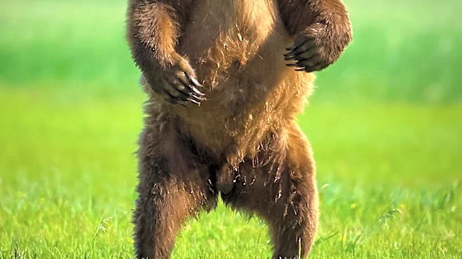 New Children's Book Celebrates Katmai Bears and Alaska's Wildlife