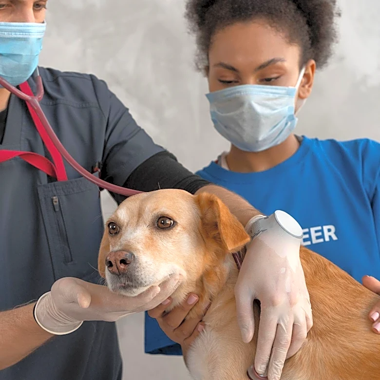 Scientists Identify 17 Subtle Signs of Pain in Dogs, Urge Greater Awareness