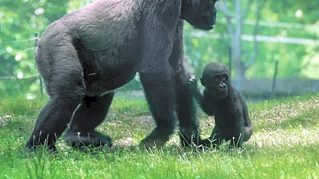Bronx Zoo Welcomes New Baby Animals Amidst Springtime Boom