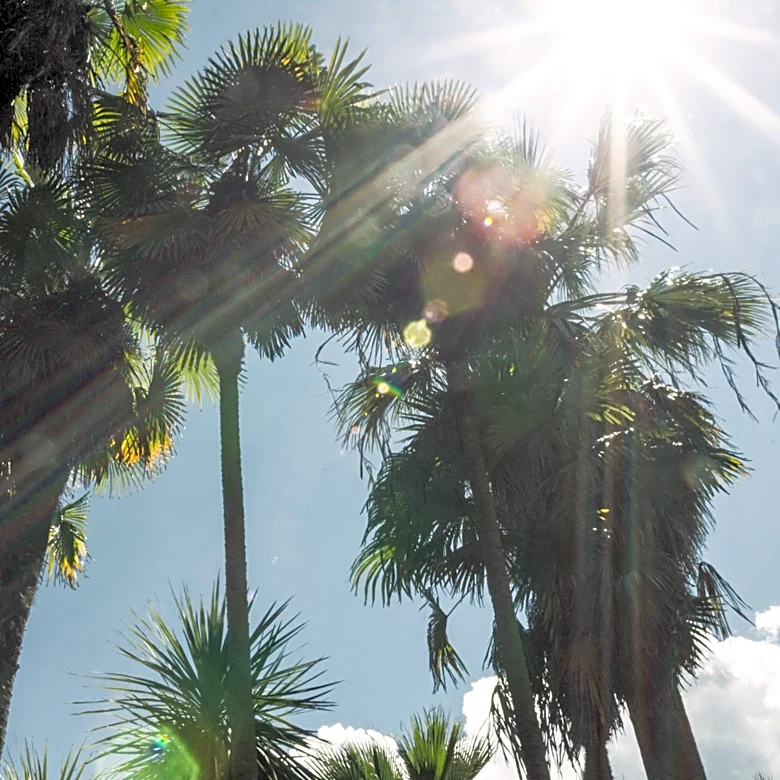 Southern California Heat Challenges Gardeners and Plant Life