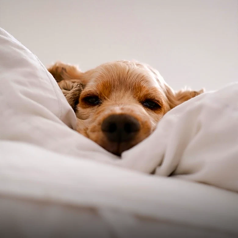 Dog Claims Bedroom in New Home, Captivates Social Media