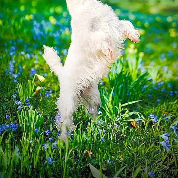 Spring Safety Tips for Pets Highlighted by KDKA Producer