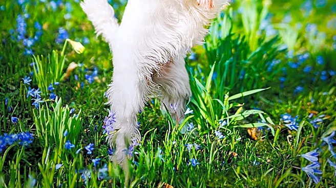 Spring Safety Tips for Pets Highlighted by KDKA Producer