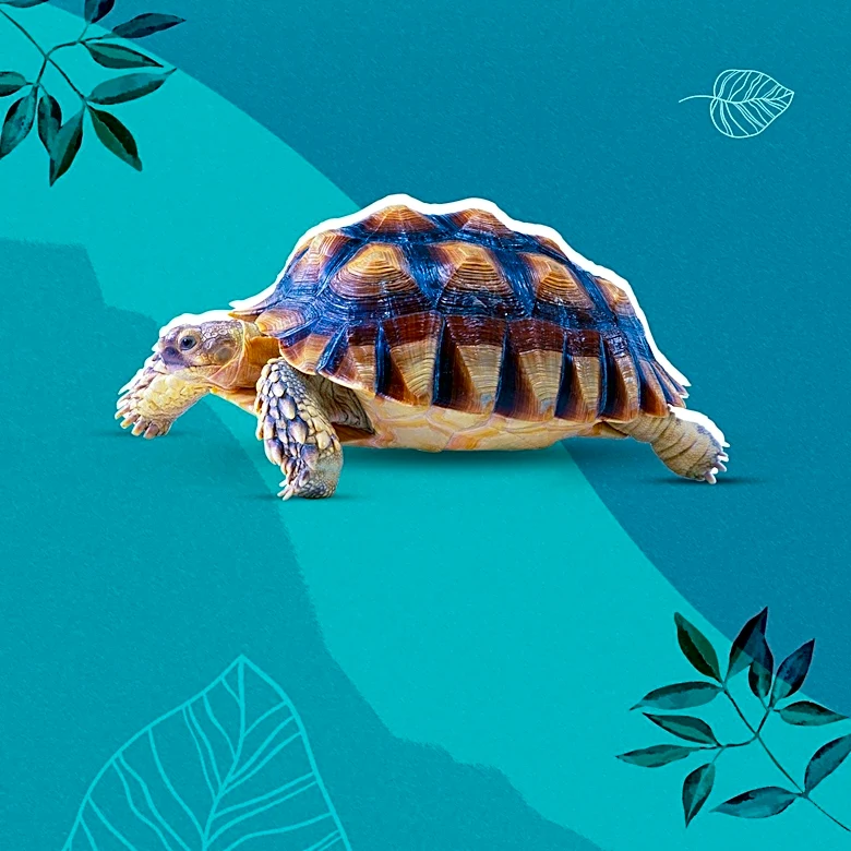 World's Oldest Tortoise Caught in Viral Crypto Scam