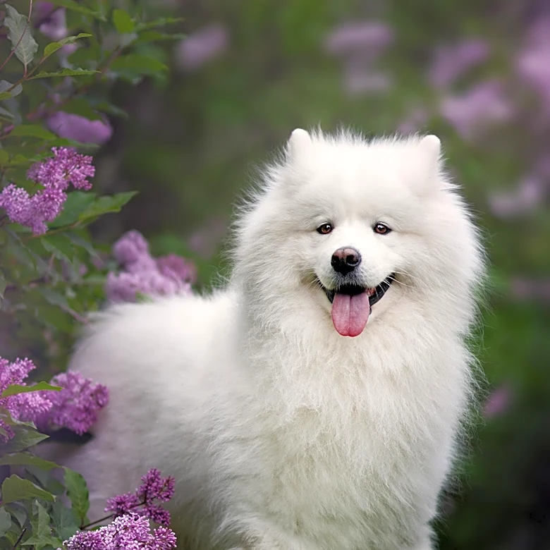 Spring Safety Tips for Pets Highlighted by KDKA