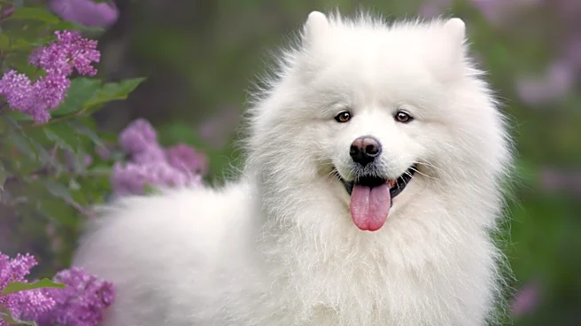 Spring Safety Tips for Pets Highlighted by KDKA