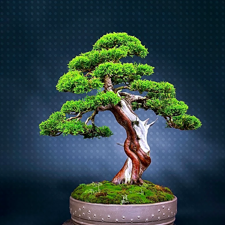 Sacramento Hosts 66th Annual Bonsai Event Showcasing Exquisite Displays