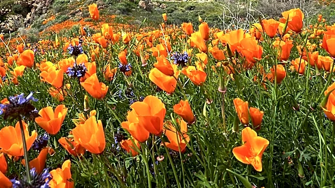 Los Angeles Trails Offer Wildflower Blooms Amid Spring Hikes