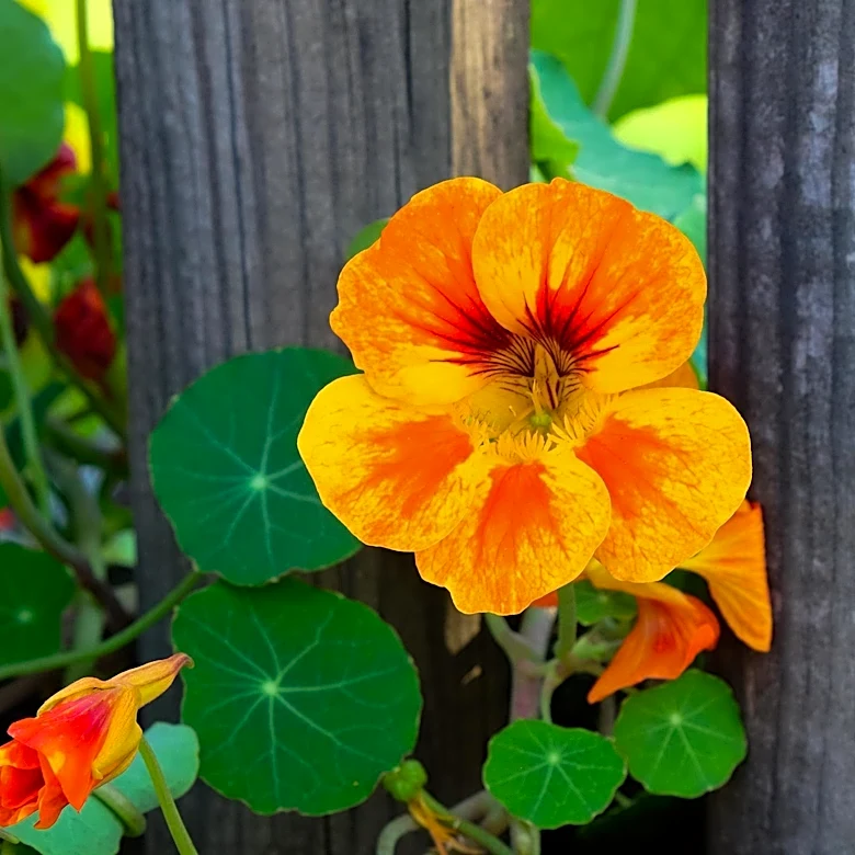 Isabella Stewart Gardner Museum Showcases Annual Nasturtium Vine Display
