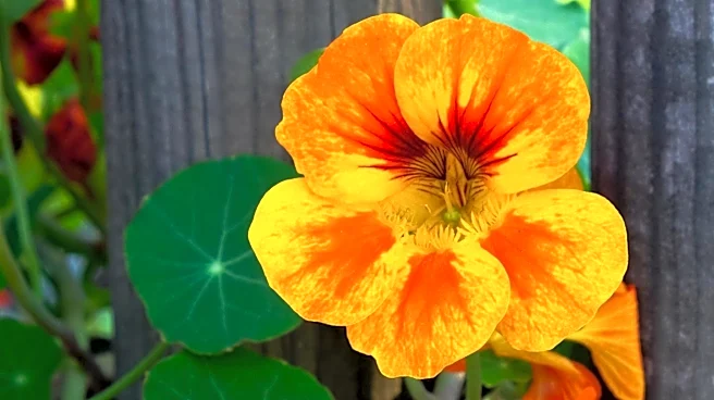 Isabella Stewart Gardner Museum Showcases Annual Nasturtium Vine Display