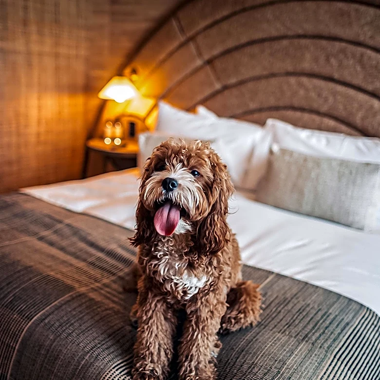 Viral Video Shows Dog Claiming Bedroom in New Home, Delights Viewers