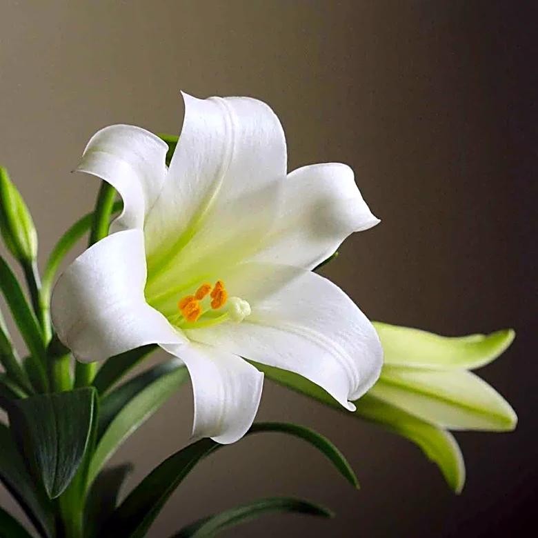 Easter's Message Challenges Tyranny by Denying Death's Power