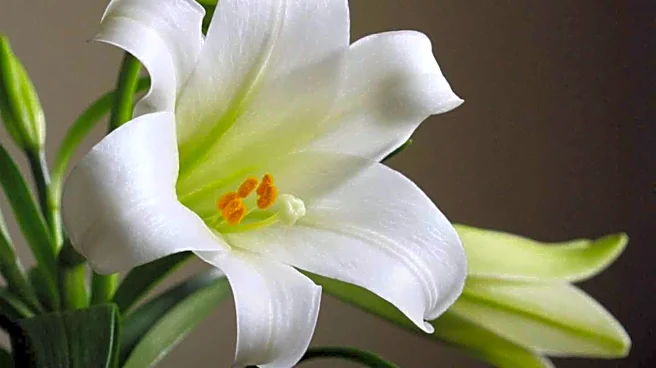 Easter's Message Challenges Tyranny by Denying Death's Power