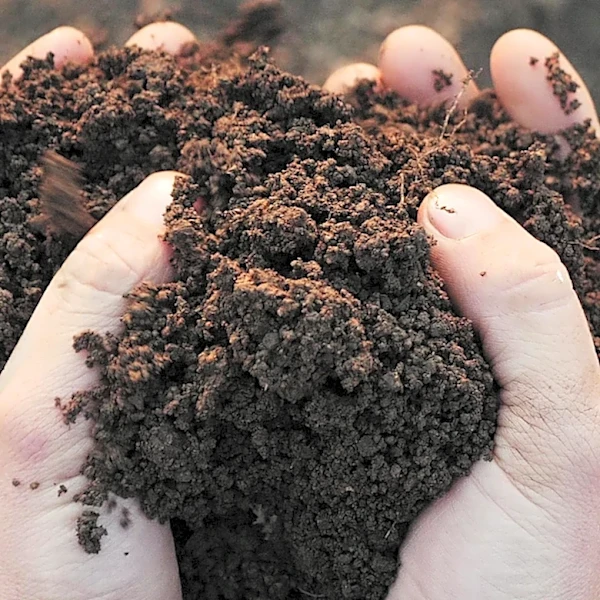 DIY Worm Farm Revolutionizes Home Composting with Tiger Worms