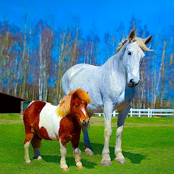 Author Diana du Pont Embraces Animal Parenthood, Shifts from Art Career to Midwest Farm Life