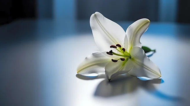 U2 Releases 'Easter Lily' EP, Marking Second Release of 2026