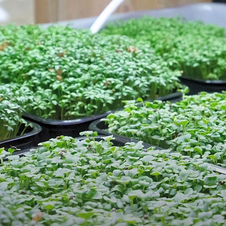 Gardening Experts Advise on Starting Edible Gardens Without Outdoor Space