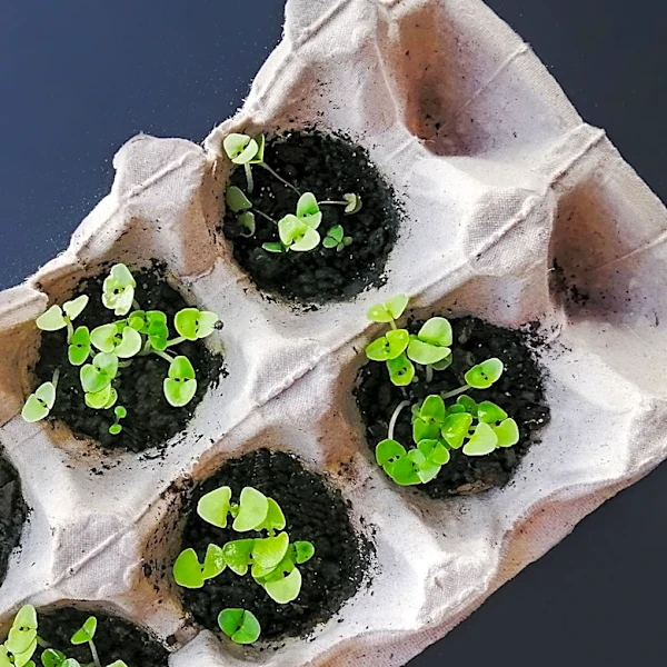 Home Gardening: Starting Tomatoes and Annuals from Seed