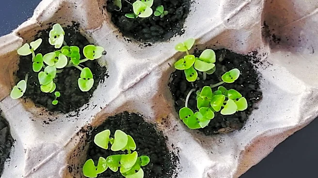 Home Gardening: Starting Tomatoes and Annuals from Seed