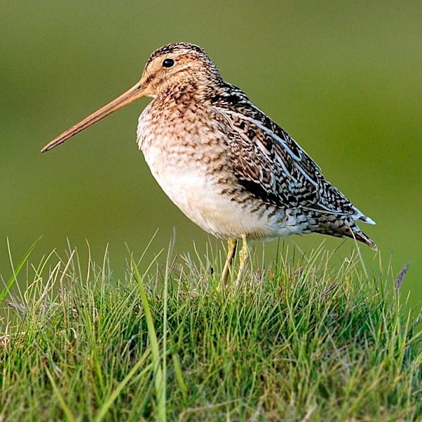 American Woodcock's Dance in Bryant Park Captivates New Yorkers and Birdwatchers