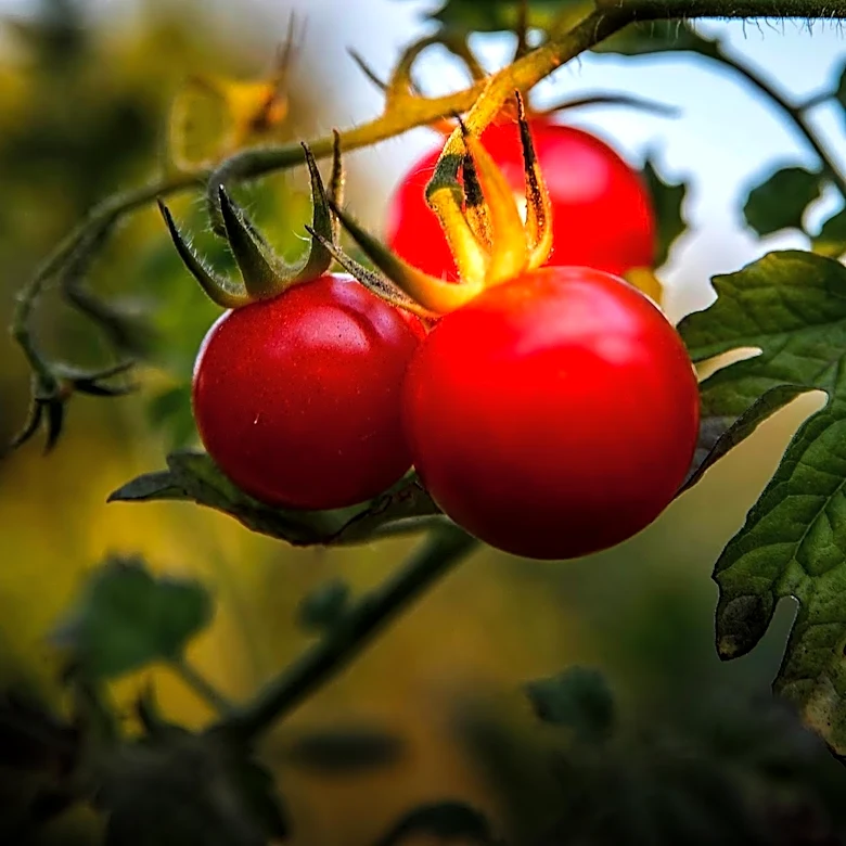 Home Gardeners Encouraged to Start Tomatoes and Annuals from Seed for Greater Variety