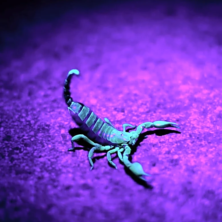 Harbor Freight's Affordable UV Flashlight Offers Practical Solutions for Travelers