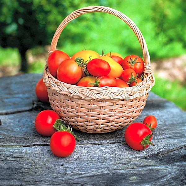 Gardening Enthusiasts Encouraged to Start Tomatoes and Annuals at Home for Greater Variety
