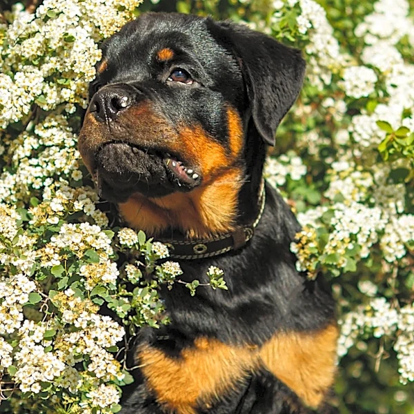 Michiana Humane Society Successfully Places 250-Pound Rottweiler Father-Son Duo in New Home