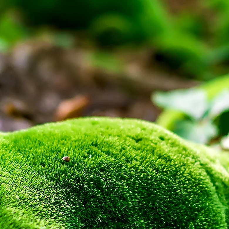 Moss Garden at Bloedel Reserve Showcases Resilience and Beauty of Moss