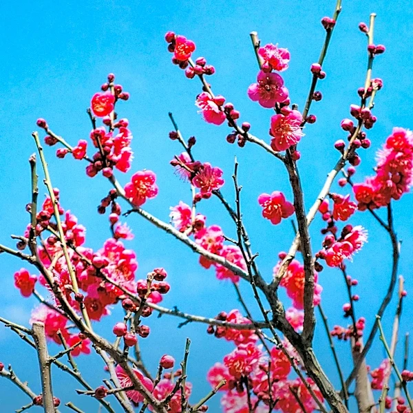 Spring Arrives in Pennsylvania, Marking the End of Winter