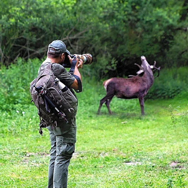 The Role of Technology and Skill in Modern Wildlife Photography