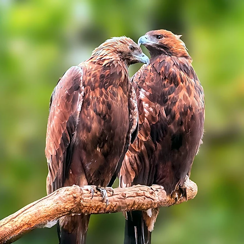 Big Bear Eagles Jackie and Shadow Welcome Two Eaglets, Captivating Millions Online