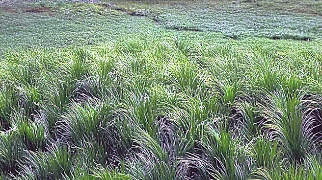 Entrepreneur Turns $100k Investment into Successful Tiny Home Airbnb in California