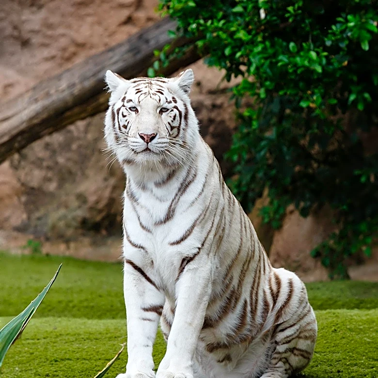 Chilean Zoo Hosts Easter Egg Hunt for Animals to Encourage Natural Behaviors