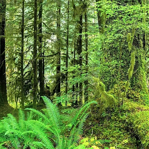 Exploring the Resilience and Beauty of Moss at Bloedel Reserve