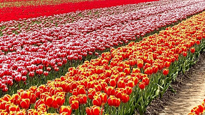 Holland Officials Organize Special Tour of the Netherlands for Dutch Heritage Exploration