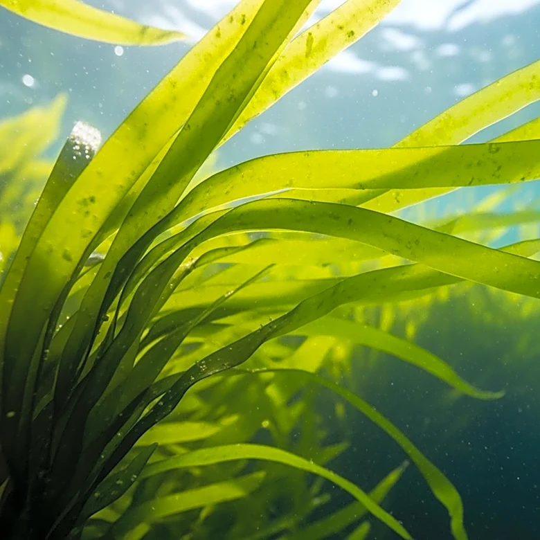 Marine Biologics Introduces Seaweed-Based Ingredient for Food Applications