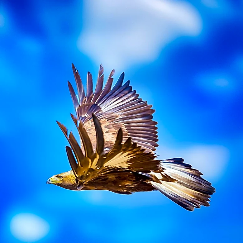 Live Eagle Cams Offer Insight into Bald Eagle Life Across the U.S.